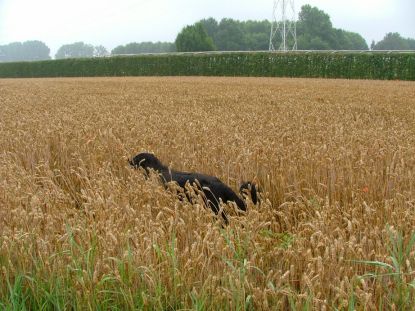 Michka op verkenning.