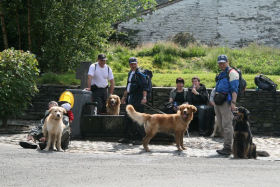 Hoe kijken Hovawartjes naar een kat?