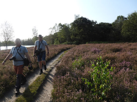 De heide staat in bloei.
