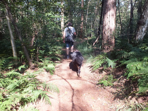 Een echte variatie van Natuur: bos, heide, weide, ...