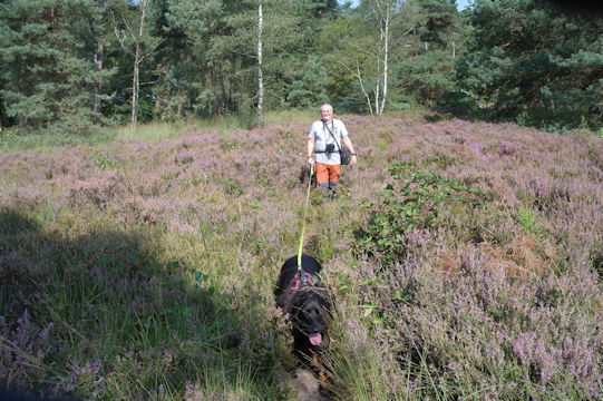 De heide in volle bloei!!! Prachtig!