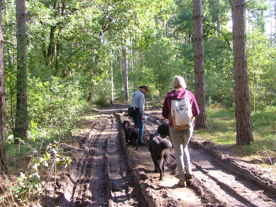 Bossen onderhouden, vraagt soms voor zwaar materiaal.