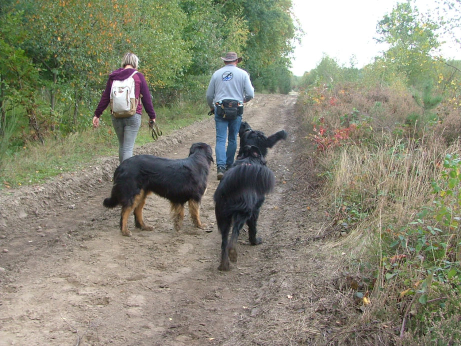 De bossen maaken langzaam plaats voor heidelandschap.