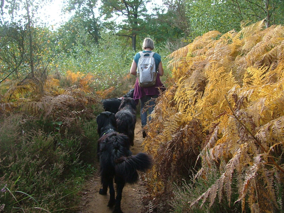 Follow the leader...