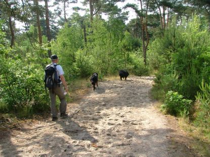 Na het mulle zand van de woestijn, het mulle zand van de bossen.