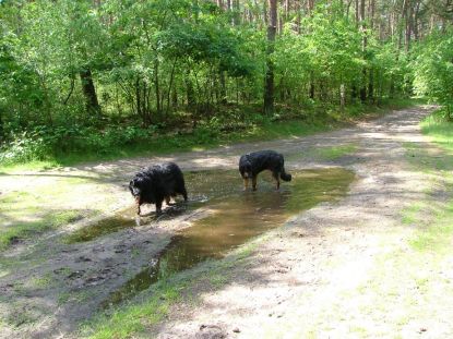 In de bossen, de warmte afspoelen...