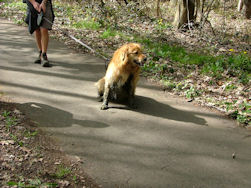 Ascan wou als Black and Tan door het leven...