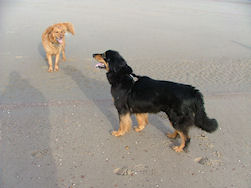 Elmo en Jadzea vinden het tof op het strand!