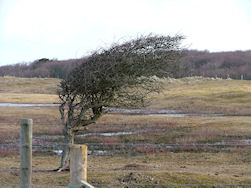 Een typisch fenomeen in de Manteling van Walcheren...