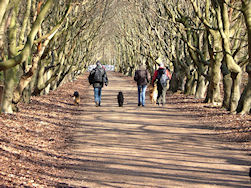 Een prachtige beukendreef!