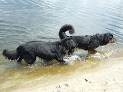 Er was ook mogelijkheid tot pootje baden.