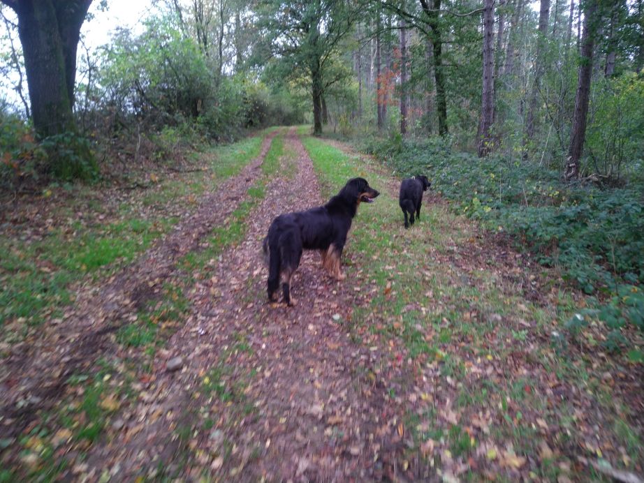 Geen everzwijnen te bespeuren in dit bos!