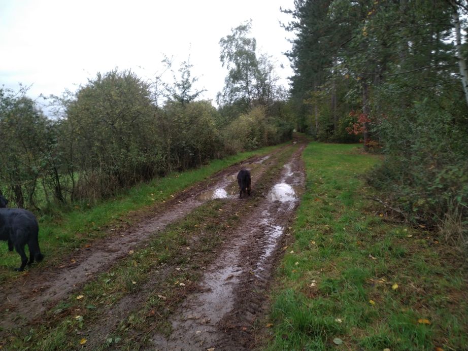 Af en toe wat modder... Leuk voor de hondjes!