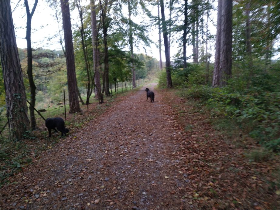 De Hovawartjes genieten duidelijk van hun vrijheid!