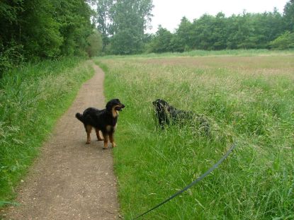 Hoog gras... dolle pret!!