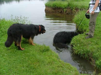 Voldoende mogelijkheden om pootje te baden.