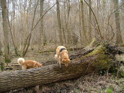 Vlot over de boomstam...