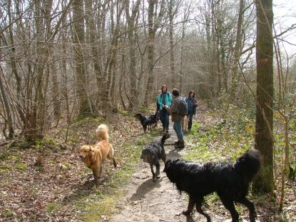 Aiko overziet zijn roedel in het zonnetje...