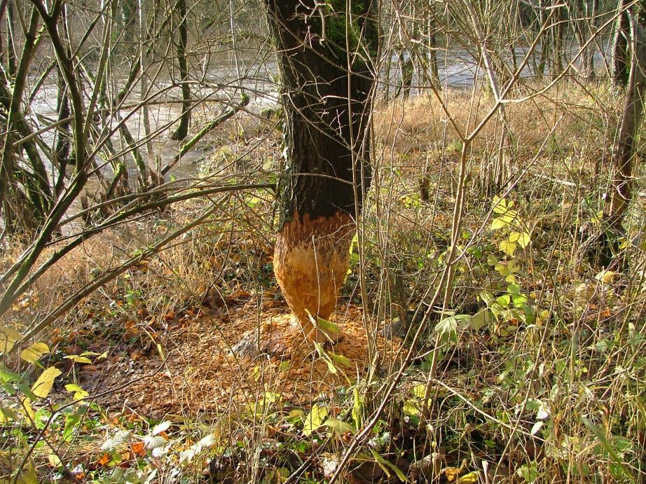 Een bever had al flink wat werk verricht...