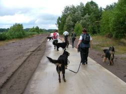 De hondjes kunnen beginnen genieten...