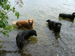 Drinken in overvloed.