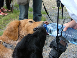 Eerst de dorstigen laven.