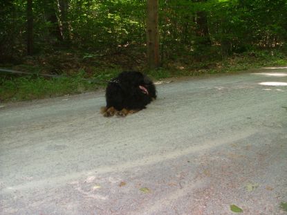 Aiko wist van de warmte... Liggen dus!