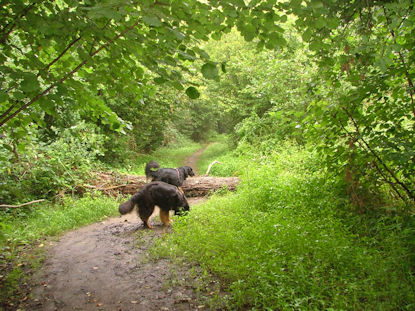De hondjes houden van hun vrijheid...