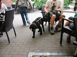 Puppies... zijn ze niet schattig??!!