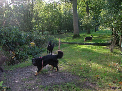 De Hovawartjes genoten van hun vrijheid.