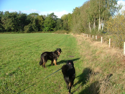 Hier kan je ipv over het asfalt door de weide wandelen.