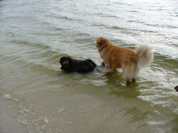 Duidelijk...twee waterkiekens.