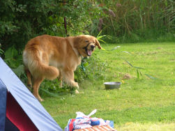 Baaaaas! Mijne pot is leeg!