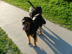 Een volhardende Labrador.