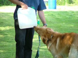 Dorst baas, DORST!