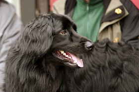 Aiko houdt alles goed in het oog...