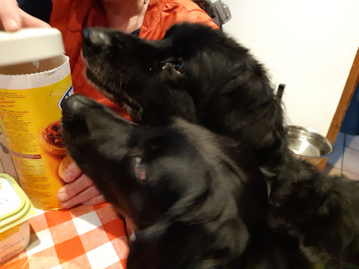 Heb ik Pepper niet goed opgevoed??!!