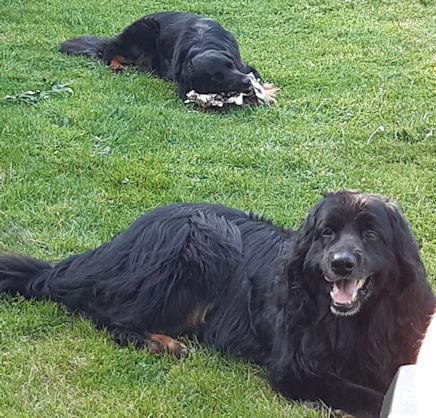 Hou jij nu Pepper in het oog??!!