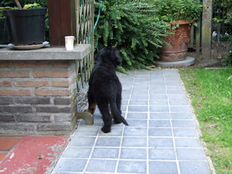 Zoek de buurhond...