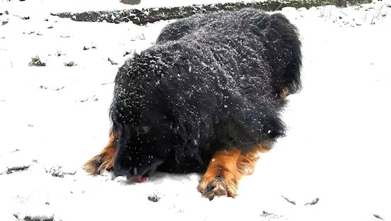 Lekkkkerrrrr! Die sneeuwfrisco!!