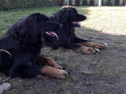 Aiko en de getemde feeks...