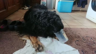 Aiko controleert alle potjes...