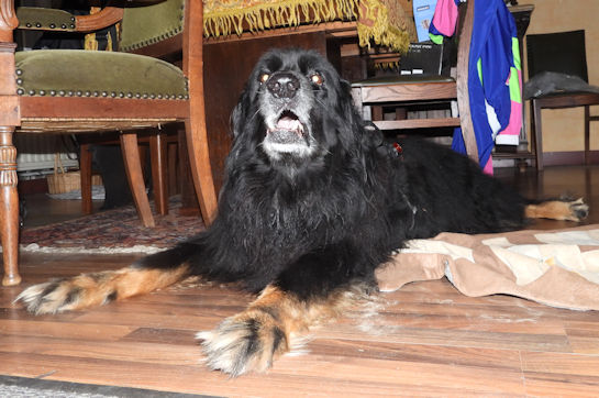 Aiko, 12 jaar 4 maand...