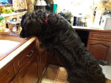 Aiko aan de afwas...