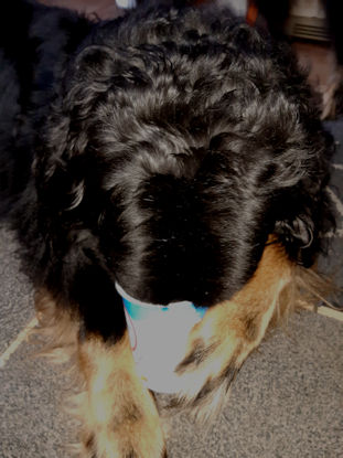 Yoghurt.... LEKKER leeg lebberen!