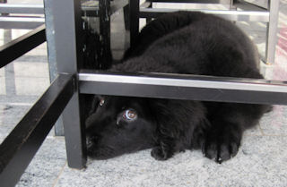 Hallo, ik ben Armani, broertje van Aiko.