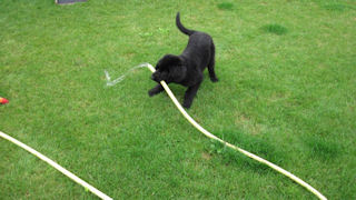 Armani helpt al goed mee in de tuin!