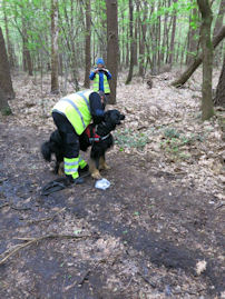 Start speuren in de bossen van Westmalle.