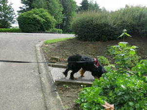 Toch wel naar buiten gevlucht zeker!