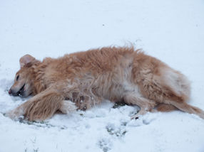 Ben ik geen sneeuwengeltje??!!